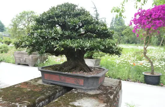 大叶羅漢松盆景