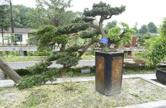 罗汉松J3010033