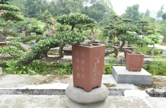 罗汉松J3010049