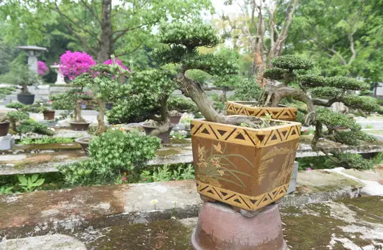 罗汉松J3010071