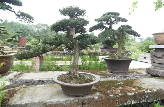 罗汉松J3010077