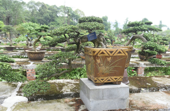 罗汉松J3010081