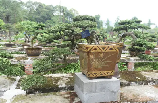 罗汉松J3010081