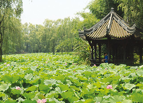 公共绿化-桂湖公园